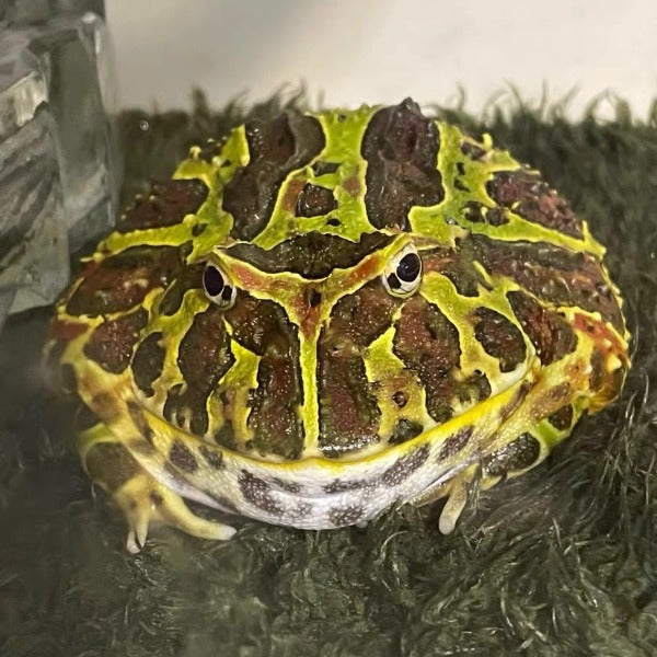 綠鐘角蛙 Bell's Horned Frog （Ceratophrys ornata）