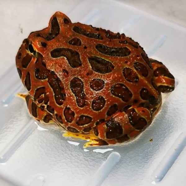 紅鐘角蛙 Bell's Horned Frog （Ceratophrys ornata）