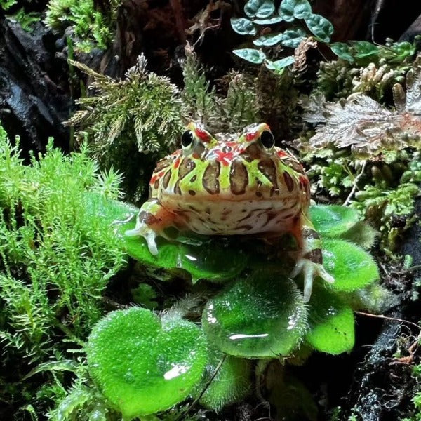 雙色鐘角蛙 Bell's Horned Frog （Ceratophrys ornata）