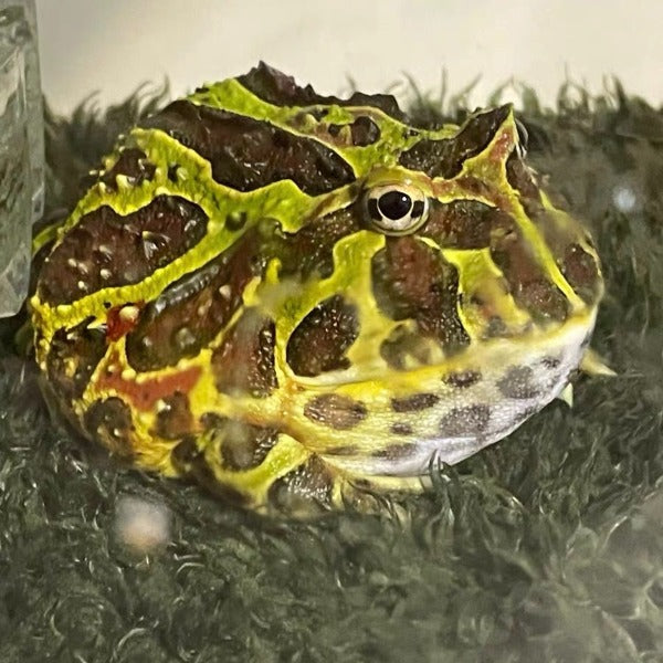 Bell's Horned Frog (Ceratophrys ornata) – 森流 - 奇異植物、爬蟲、水族 | GreenFlow ...