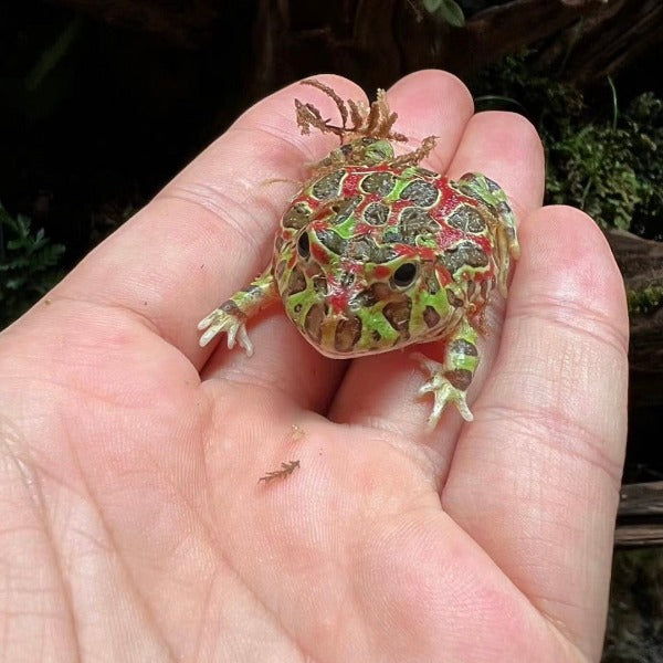 雙色鐘角蛙 Bell's Horned Frog （Ceratophrys ornata）