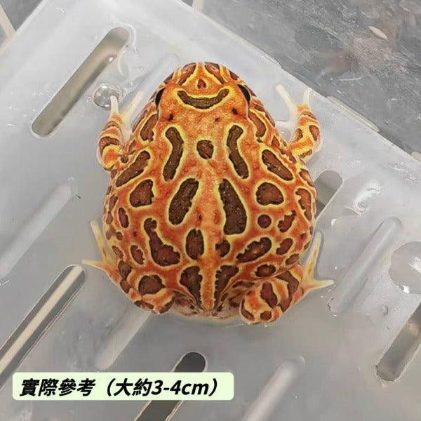 紅鐘角蛙 Bell's Horned Frog （Ceratophrys ornata）