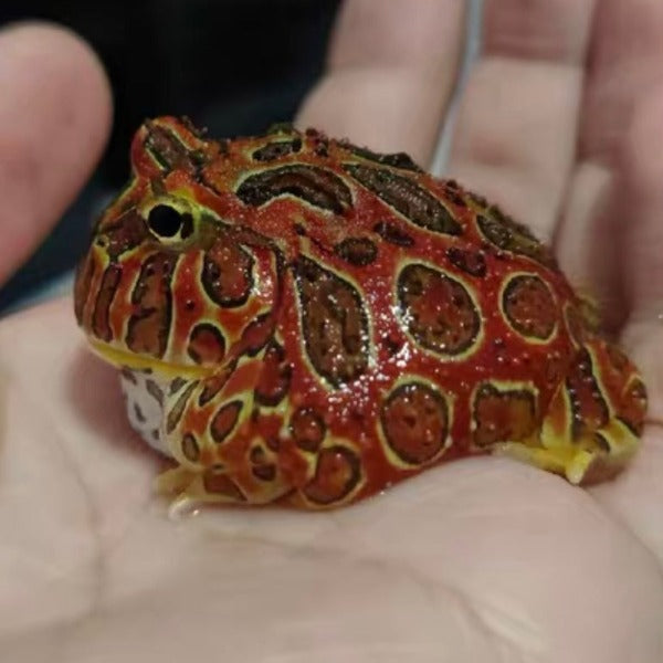 紅鐘角蛙 Bell's Horned Frog （Ceratophrys ornata）