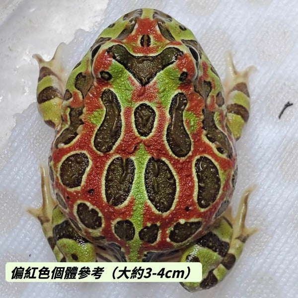 雙色鐘角蛙 Bell's Horned Frog （Ceratophrys ornata）