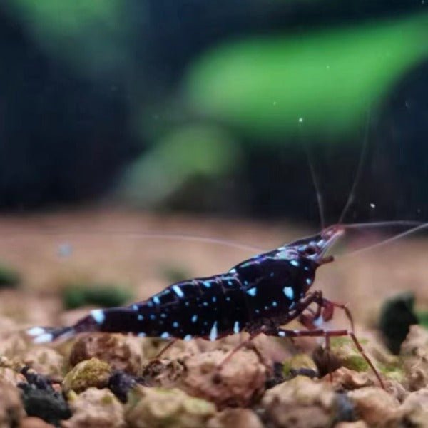 奶牛蘇蝦 Black Gelaxy Shrimp ( Caridina sp. ) ×5隻 - 森流 GreenFlow - 動植物造景專門店