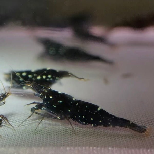 奶牛蘇蝦 Black Gelaxy Shrimp ( Caridina sp. ) ×5隻 - 森流 GreenFlow - 動植物造景專門店