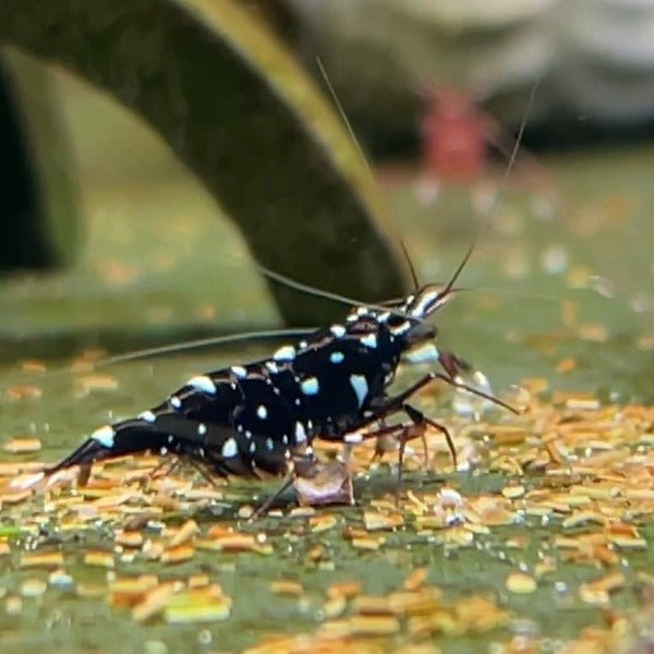 奶牛蘇蝦 Black Gelaxy Shrimp ( Caridina sp. ) ×5隻 - 森流 GreenFlow - 動植物造景專門店