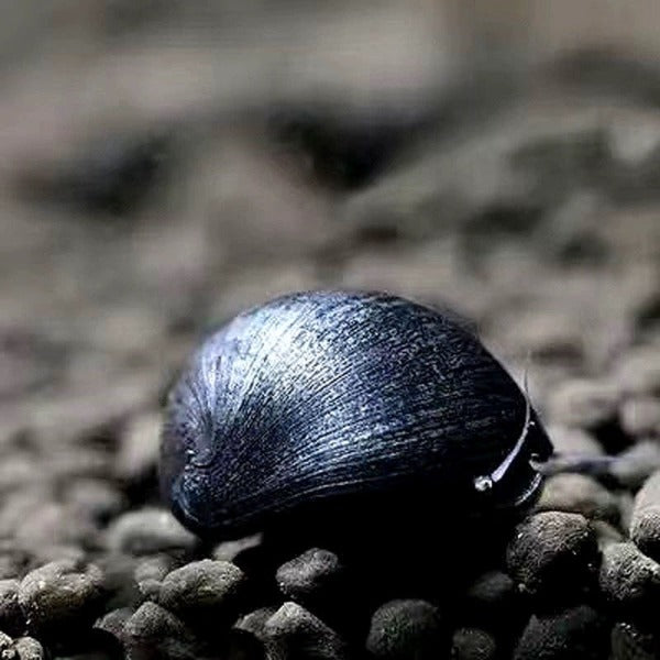 黑金剛螺 Black Military Helmet Snail ( Neritina pulligera ) 刷缸神器