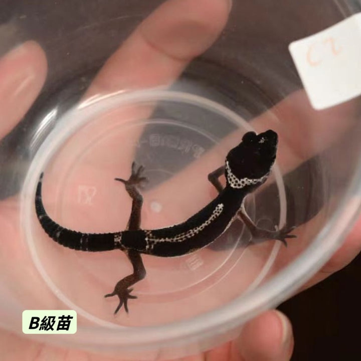 黑夜豹紋守宮  Black Night Leopard Gecko（ Eublepharis macularius ）