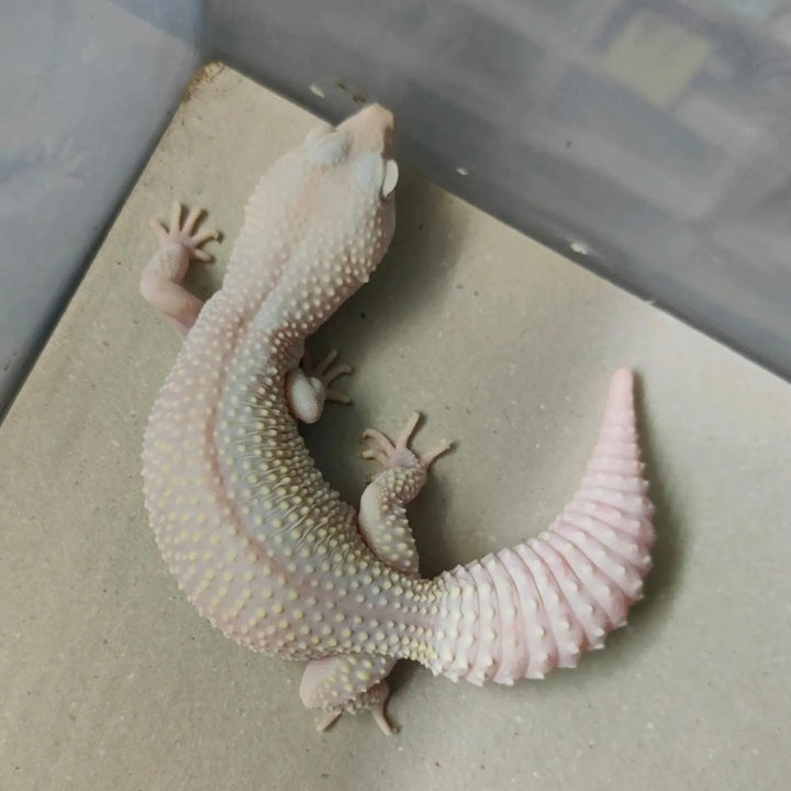 暴風雪豹紋守宮  Blizzard Albino Leopard Gecko（ Eublepharis macularius ）