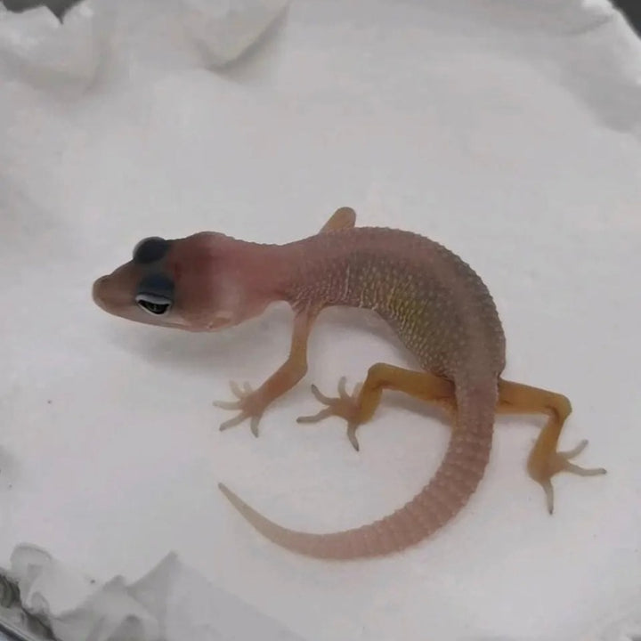 暴風雪豹紋守宮  Blizzard Albino Leopard Gecko（ Eublepharis macularius ）