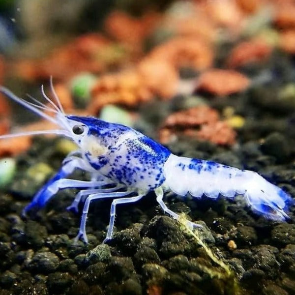 青花瓷螯蝦 Blue Ghost Crayfish ( Procambarus clarkii )