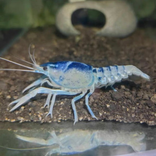 青花瓷螯蝦 Blue Ghost Crayfish ( Procambarus clarkii )