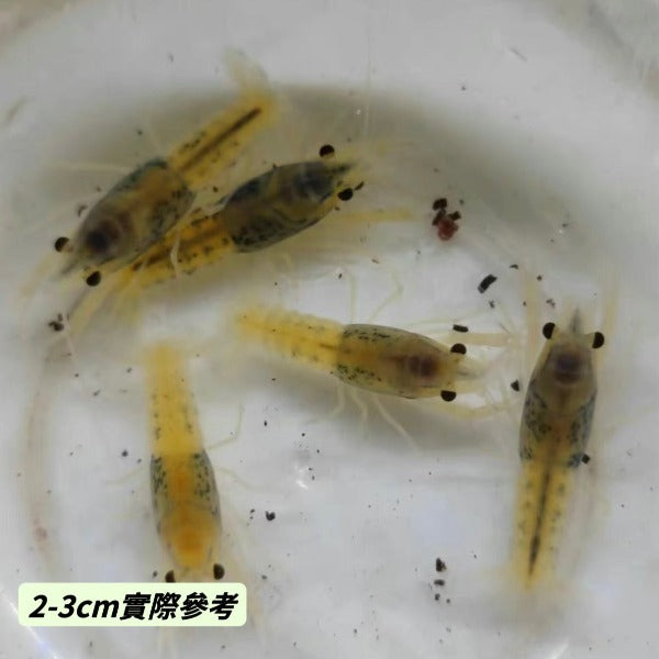 青花瓷螯蝦 Blue Ghost Crayfish ( Procambarus clarkii )