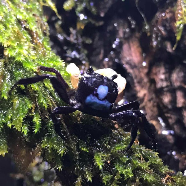 藍影忍者蟹（可全水養）Blueshadow Ninja Crab（ Lepidothelphusa sp ）