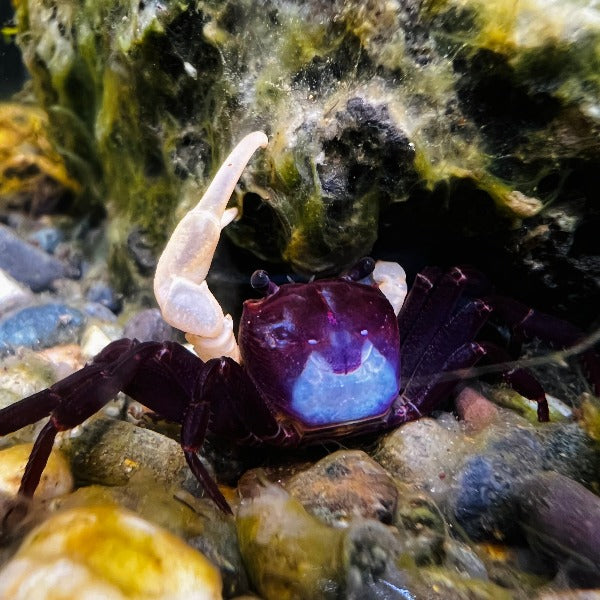 藍影忍者蟹（可全水養）Blueshadow Ninja Crab（ Lepidothelphusa sp ）