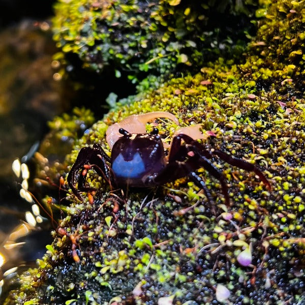 藍影忍者蟹（可全水養）Blueshadow Ninja Crab（ Lepidothelphusa sp ）