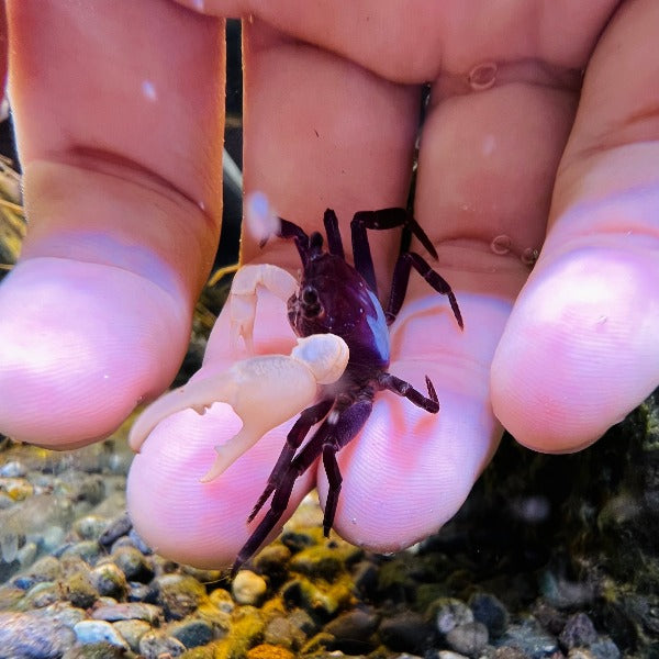 藍影忍者蟹（可全水養）Blueshadow Ninja Crab（ Lepidothelphusa sp ）