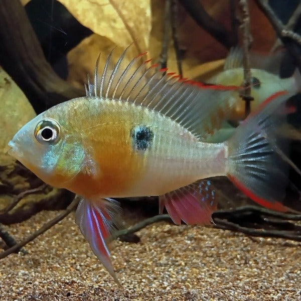 玻利維亞鳳凰 Bolivianischer Schmetterlingsbuntbarsch ( Microgeophagus altispinosa )