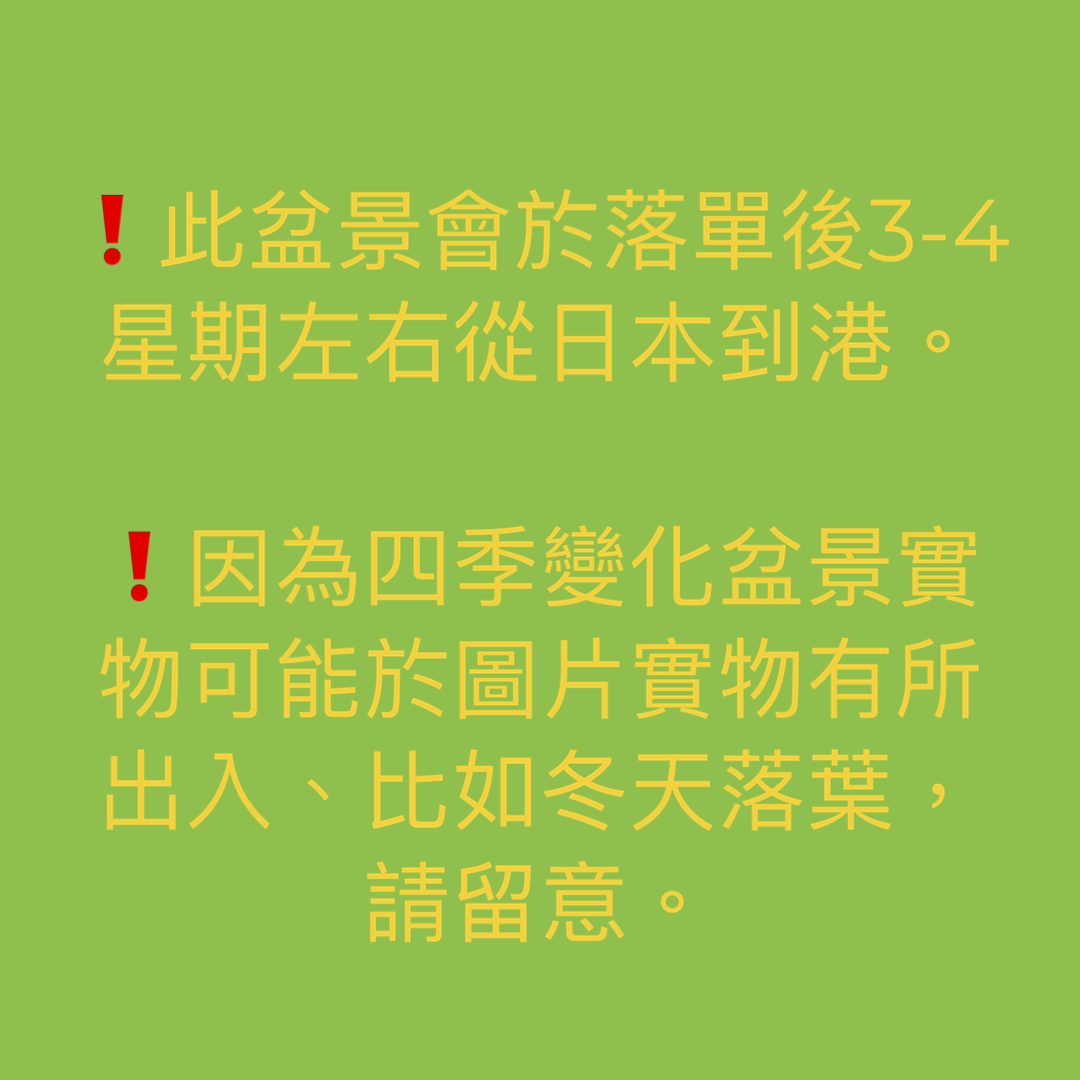 黒松　　小品盆栽／樹齢5０年