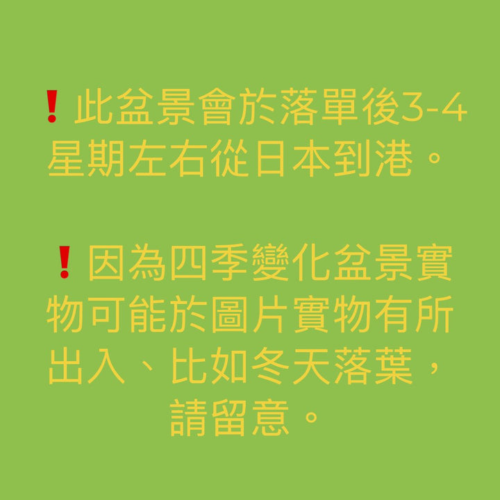 山採り野梅　第62回国風展出品樹　　　大品盆栽／樹齢300年 - 森流 GreenFlow - 動植物造景專門店