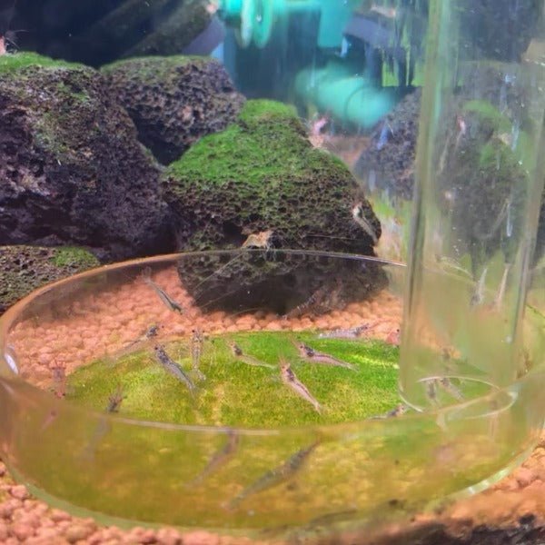 拳擊蘇蝦 Boxer Shrimp ( Caridina longidigita ) ×5隻 - 森流 GreenFlow - 動植物造景專門店