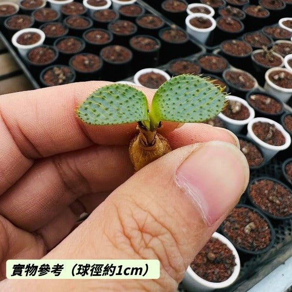 刺葉燈檯百合 ( Brunsvigia namaquana ) - 森流 GreenFlow - 動植物造景專門店