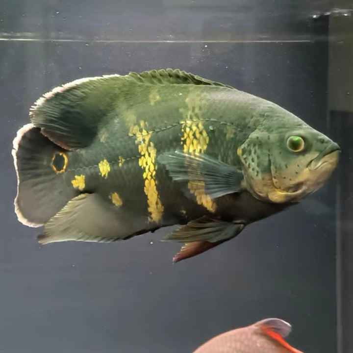 大黃蜂地圖魚 / 大黃蜂豬仔魚 Bumblebee Oscar ( Astronotus crassipinnis ) - 森流 GreenFlow - 動植物造景專門店