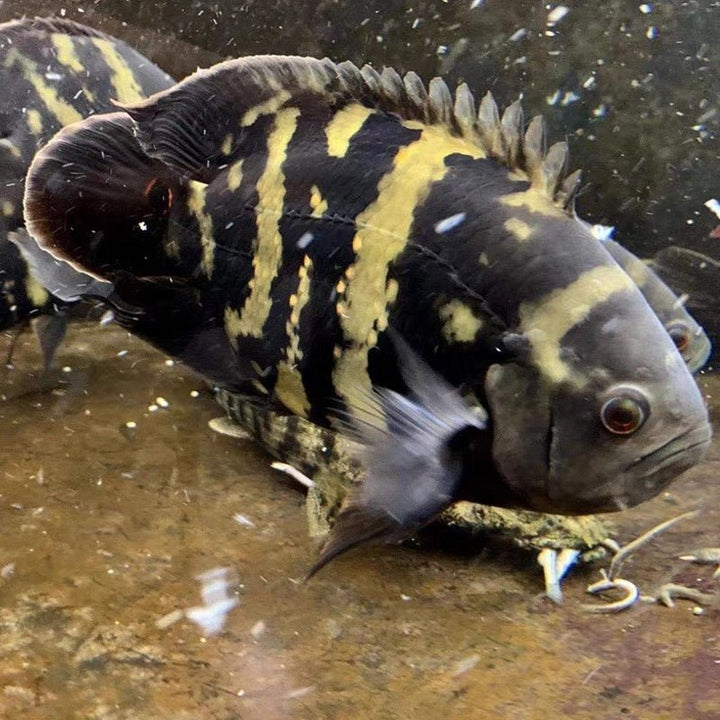 大黃蜂地圖魚 / 大黃蜂豬仔魚 Bumblebee Oscar ( Astronotus crassipinnis ) - 森流 GreenFlow - 動植物造景專門店