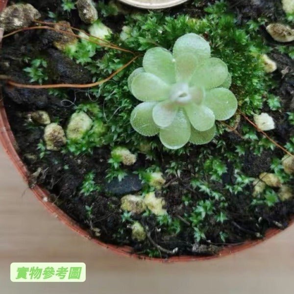 弗洛里捕蟲堇 Butterworts(Pinguicula 'Florian' ) - 森流 GreenFlow - 動植物造景專門店