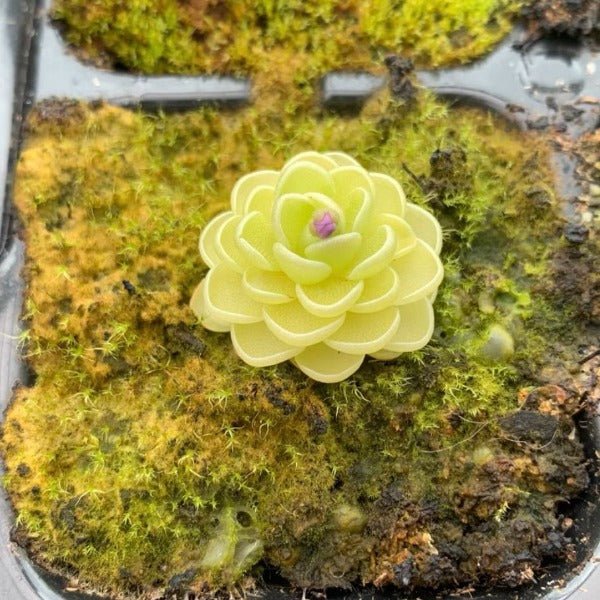 愛絲捕蟲堇 Butterworts (Pinguicula esseriana) - 森流 GreenFlow - 動植物造景專門店