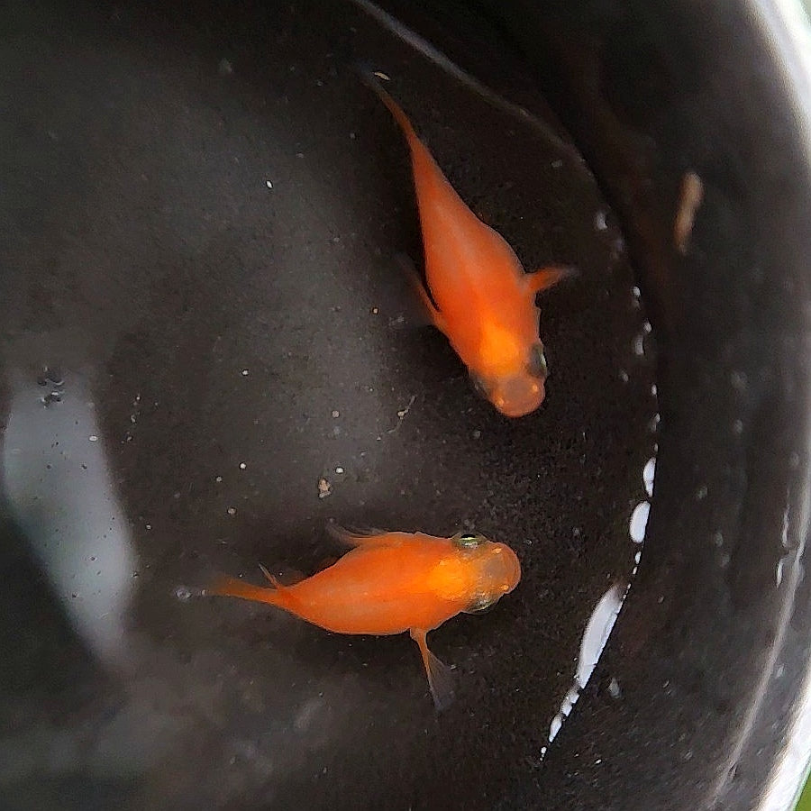 初戀球體青鱂稻田魚（ Oryzias latipes ）