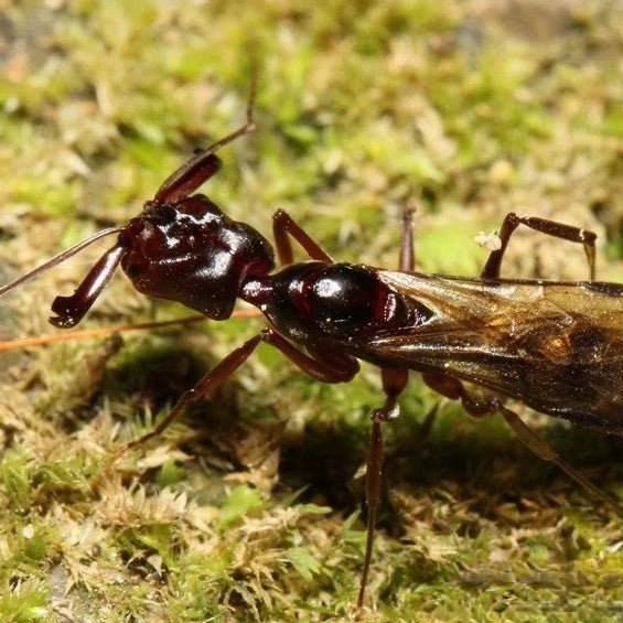 山大齒猛蟻 寵物螞蟻（Odontomachus monticola） - 森流 GreenFlow - 動植物造景專門店