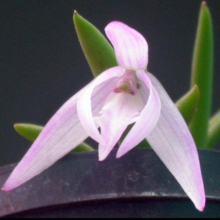 單色棒葉蘭（leptotes unicolor） - 森流 GreenFlow - 動植物造景專門店