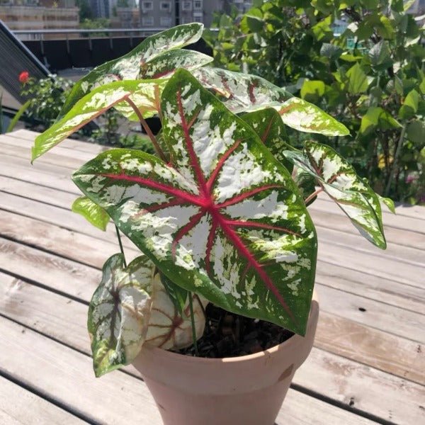 慶典彩葉芋 ( Caladium ‘ Celelbration ’ ) - 森流 GreenFlow - 動植物造景專門店