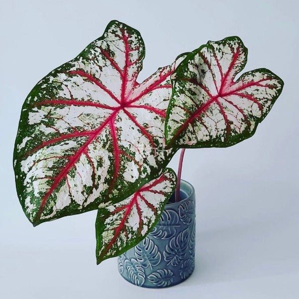 慶典彩葉芋 ( Caladium ‘ Celelbration ’ ) - 森流 GreenFlow - 動植物造景專門店