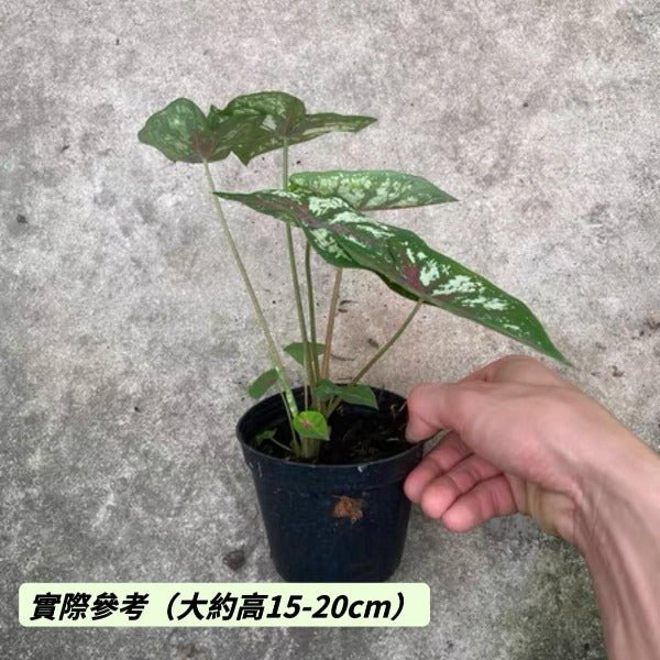 慶典彩葉芋 ( Caladium ‘ Celelbration ’ ) - 森流 GreenFlow - 動植物造景專門店