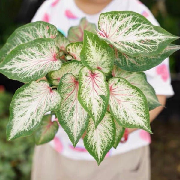 害羞新娘彩葉芋（ Caladium bicolor ‘ Blushing bride ’ ） - 森流 GreenFlow - 動植物造景專門店