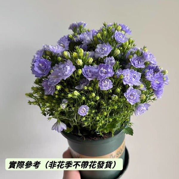 丹麥風鈴草 / 重瓣夢露 ( Campanula x haylodgensis ' Blue Wonder ' ) - 森流 GreenFlow - 動植物造景專門店