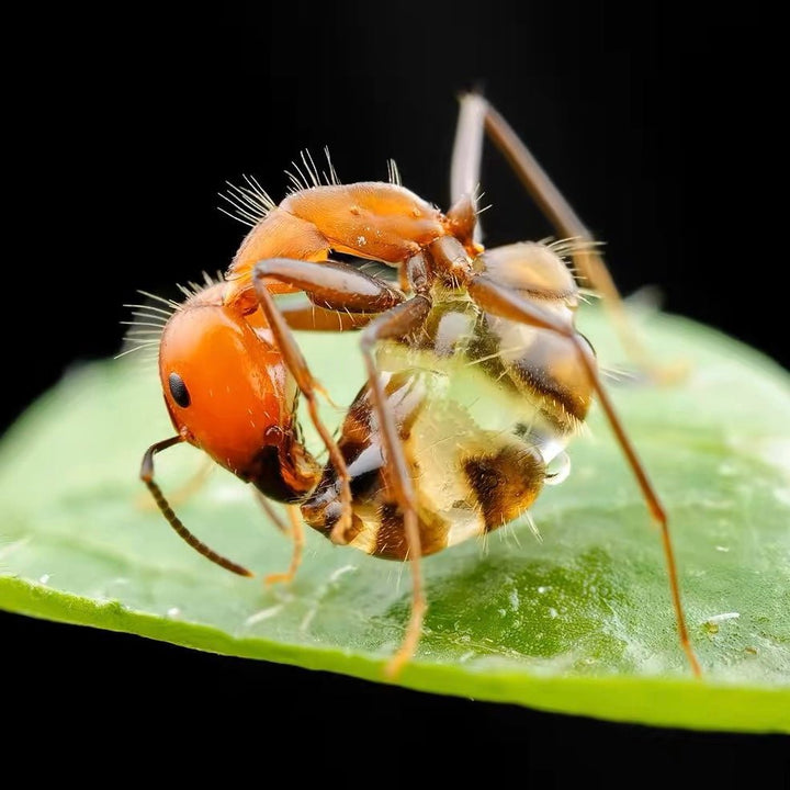 尼科巴弓背蟻 Camponotus nicobarensis - 森流 GreenFlow - 動植物造景專門店