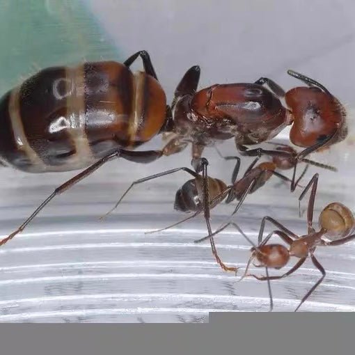 尼科巴弓背蟻 Camponotus nicobarensis - 森流 GreenFlow - 動植物造景專門店