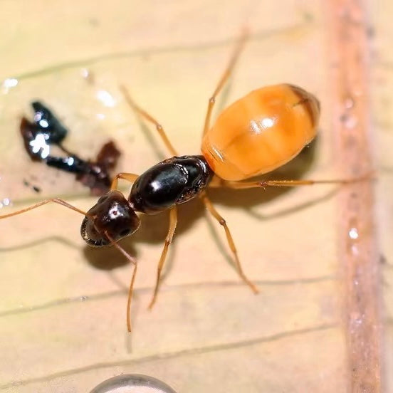 黑金土耳其弓背蟻 黑金土耳其巨山蟻 (弓背蟻)/中亞弓背蟻（Camponotus turkestanus）