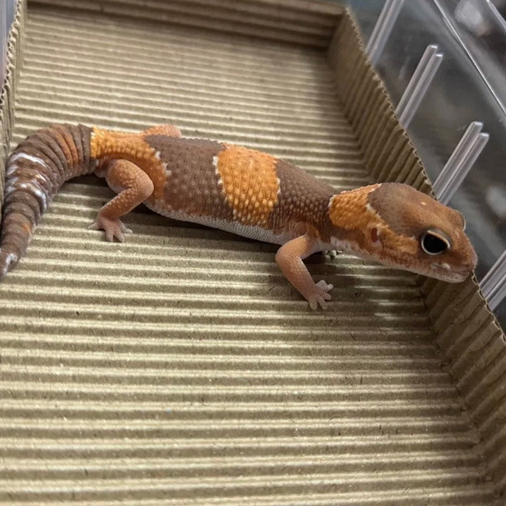 焦糖肥尾守宮 Caramel African Fat-Tailed Geckos