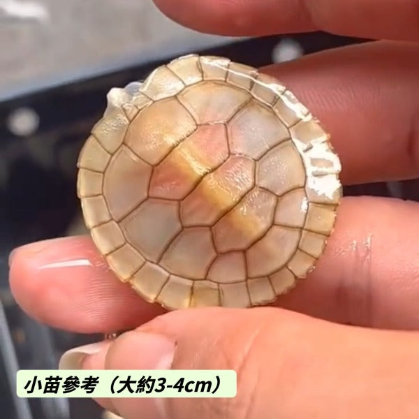 焦糖巴西龜 Caramel Red-eared Turtle （ Trachemys scripta elegans ）