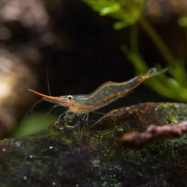 印尼紅鼻槍蝦 （Caridina gracilipes ） × 5隻 - 森流 GreenFlow - 動植物造景專門店