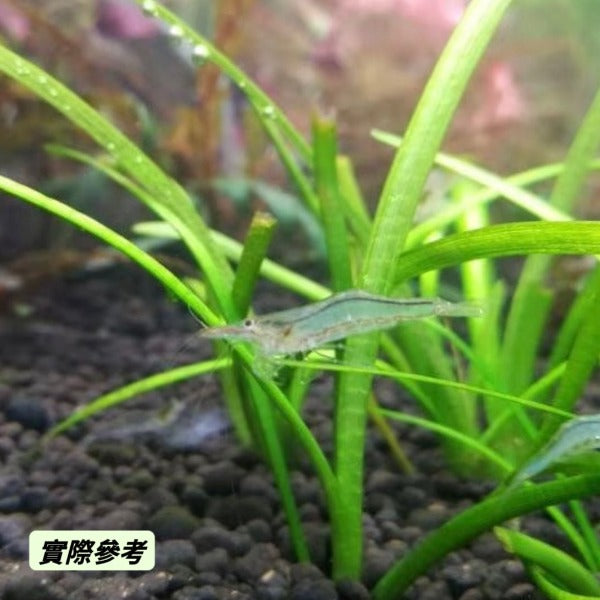 紅鼻槍蝦 （Caridina gracilipes 