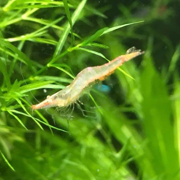 紅鼻槍蝦 （Caridina gracilipes 