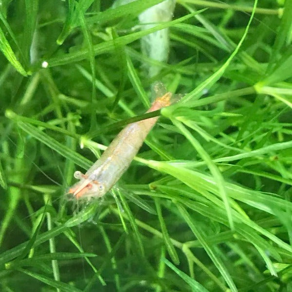 紅鼻槍蝦 （Caridina gracilipes 