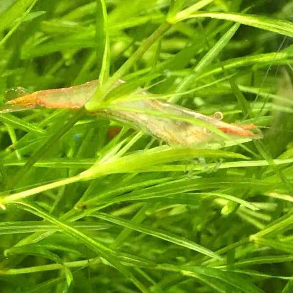 紅鼻槍蝦 （Caridina gracilipes 