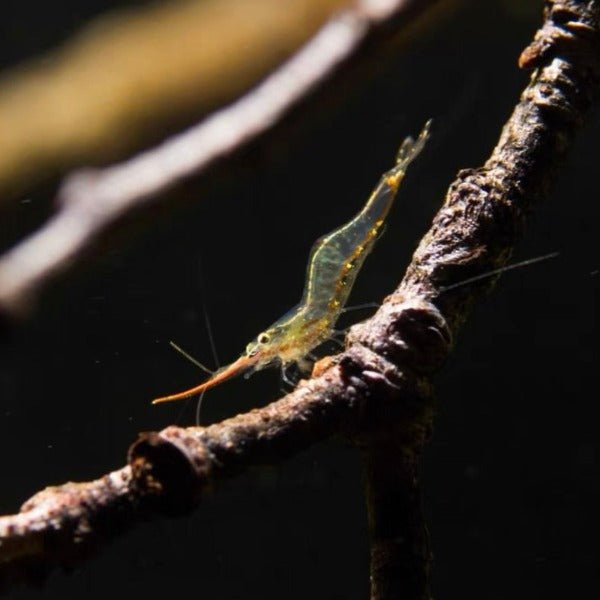 印尼紅鼻槍蝦 （Caridina gracilipes ） × 5隻 - 森流 GreenFlow - 動植物造景專門店